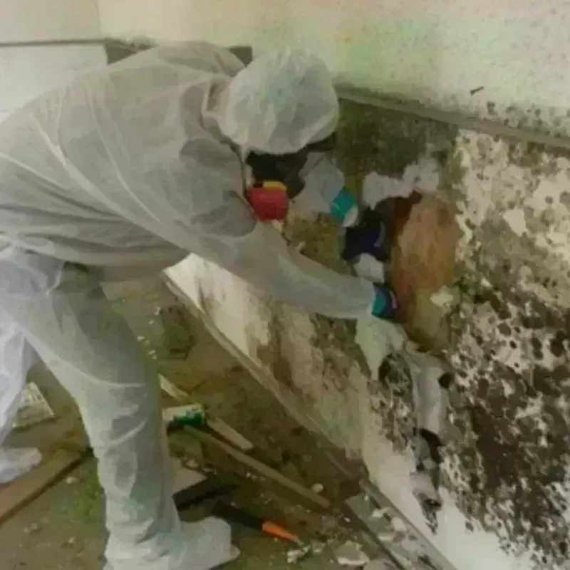 Mold Remediation and Removal in Napoleonville, LA